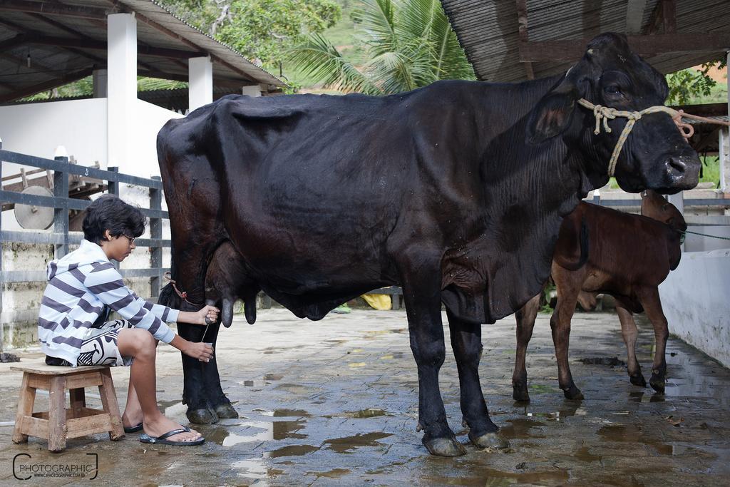 Hotel Fazenda Pedra Do Rodeadouro ボニート エクステリア 写真